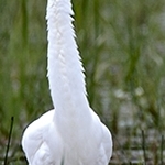 IMG_2666 Grande aigrette contrariée